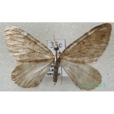 Colostygia austriacaria (Herrich-Schäffer, 1852) Slovenia35c